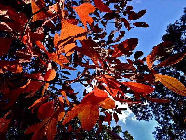 Sassafras albidum (Sassafras albidum)