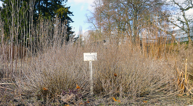 Sarriette de montagne