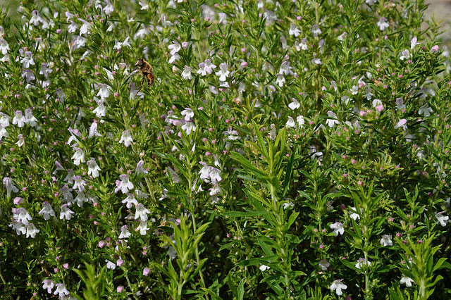 Sarriette de montagne