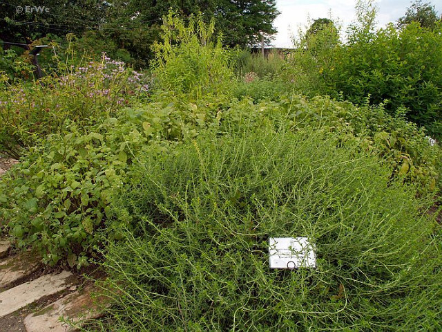 Sarriette de montagne