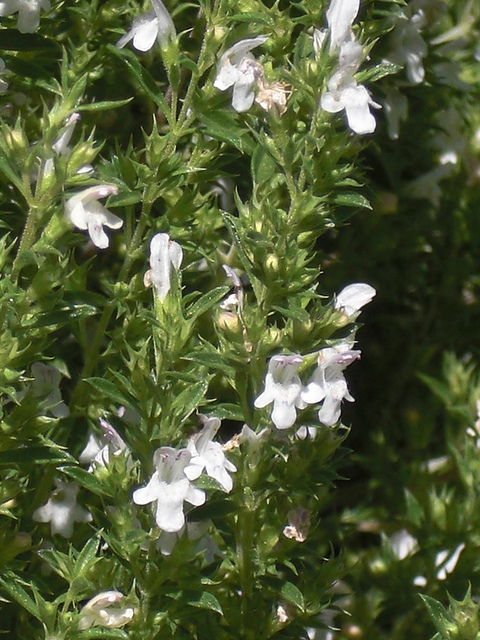 Sarriette de montagne