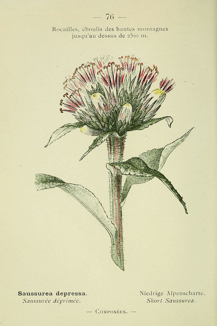 Saussurée des alpes