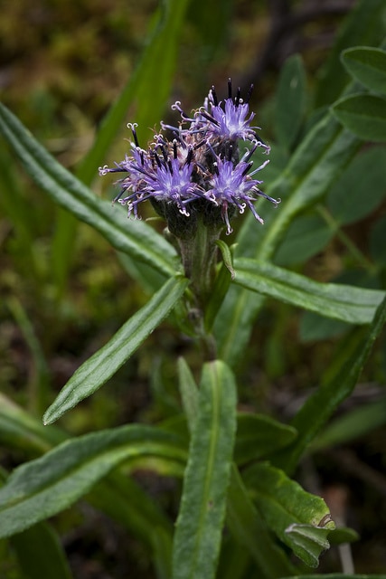 Saussurea angustifolia (Saussurea angustifolia)
