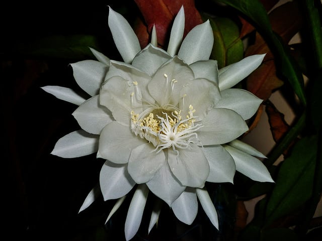 Saussurea obvallata