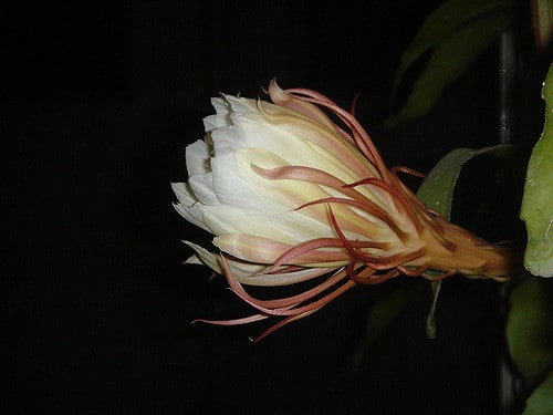 Saussurea obvallata
