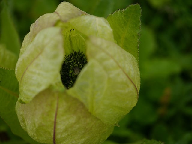 Saussurea obvallata
