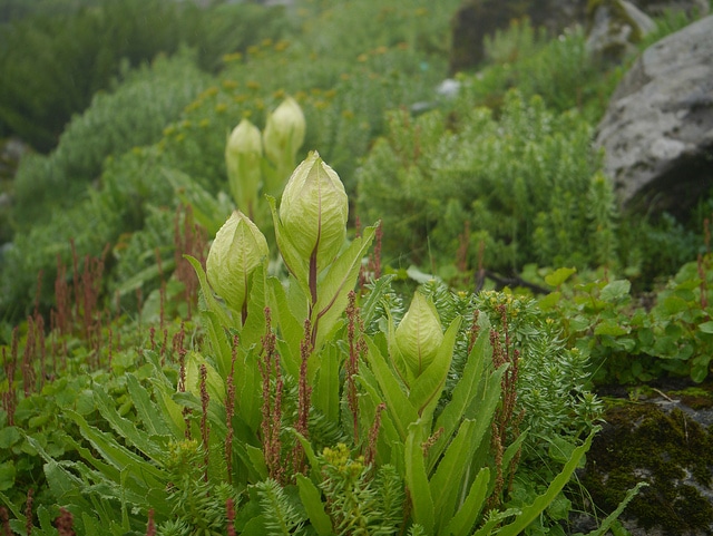 Saussurea obvallata (Saussurea obvallata)
