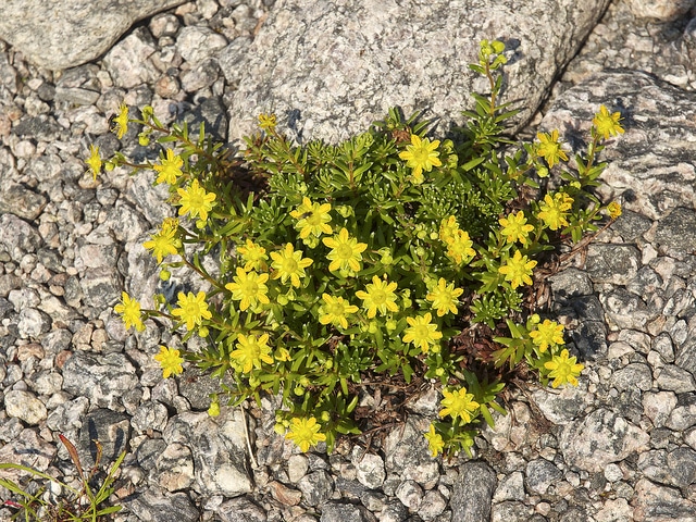 Saxifrage faux orpin