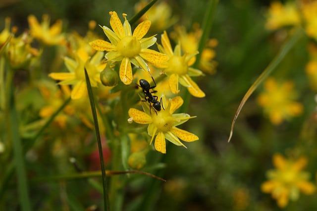 Saxifrage faux orpin