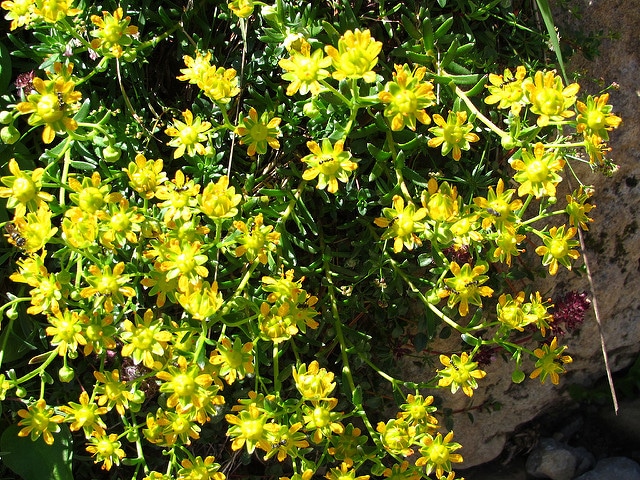 Saxifrage faux orpin