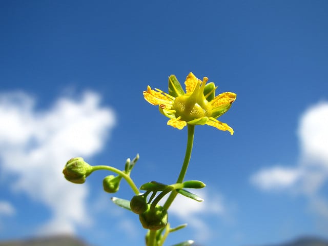 Saxifrage faux orpin