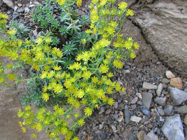 Saxifrage faux orpin