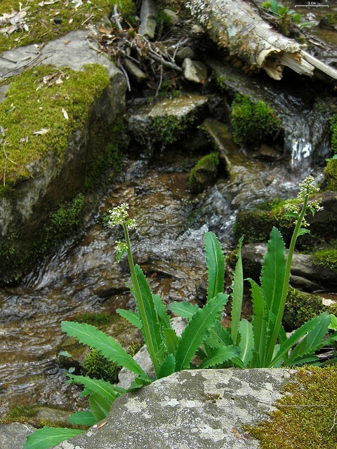 Saxifraga micranthidifolia