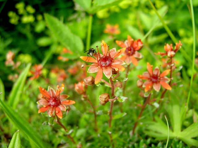 Saxifrage changeante