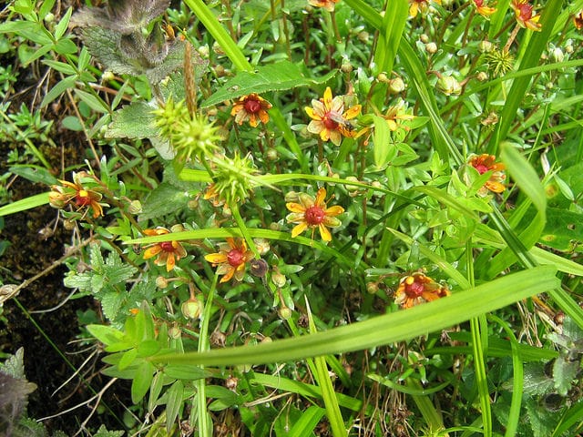 Saxifrage changeante
