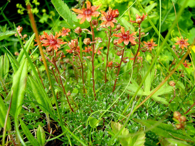 Saxifrage changeante