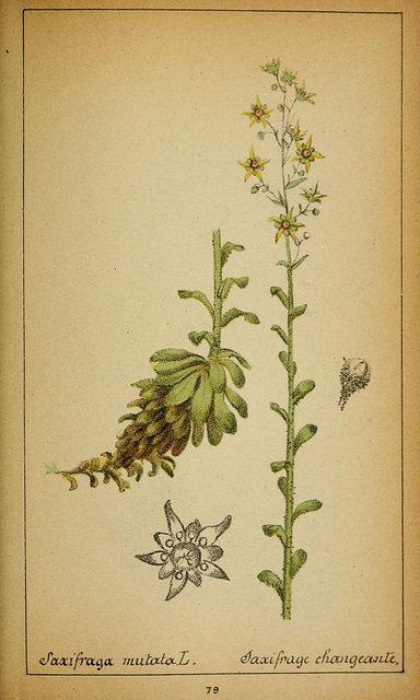 Saxifrage changeante
