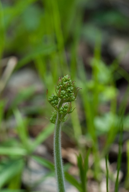Saxifraga pensylvanica (Saxifraga pensylvanica)