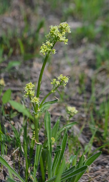 Saxifraga pensylvanica