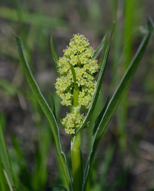 Saxifraga pensylvanica