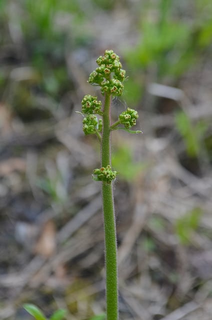Saxifraga pensylvanica