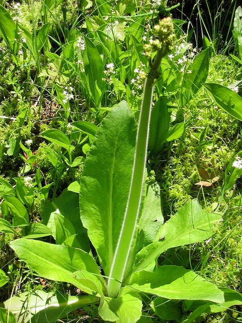 Saxifraga pensylvanica