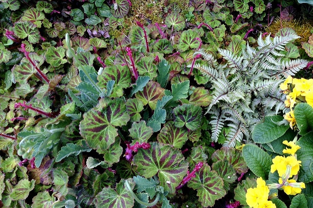 Saxifrage stolonifère (Saxifraga stolonifera)