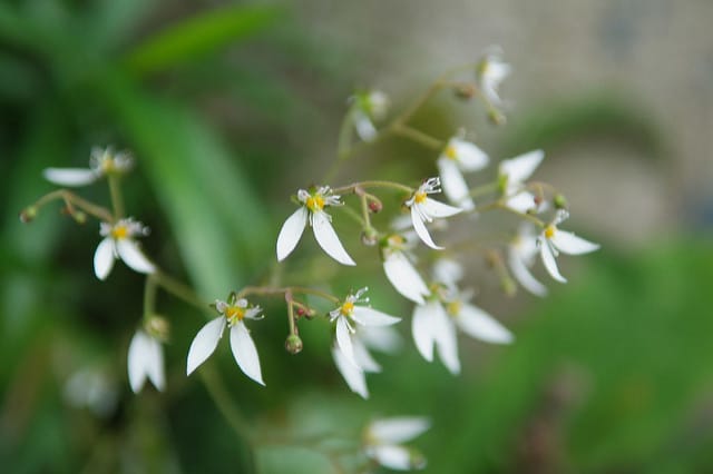 Saxifrage stolonifère