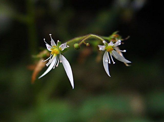 Saxifrage stolonifère