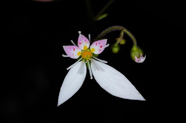 Saxifrage stolonifère