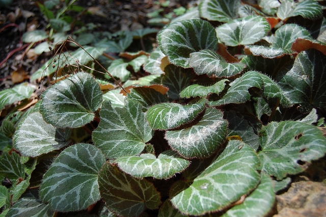 Saxifrage stolonifère