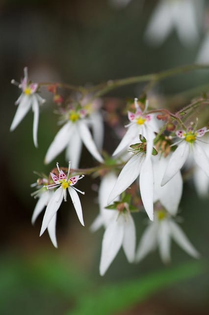 Saxifrage stolonifère