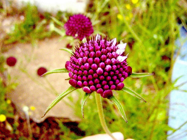 Scabieuse des jardins