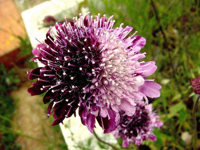 Scabieuse des jardins