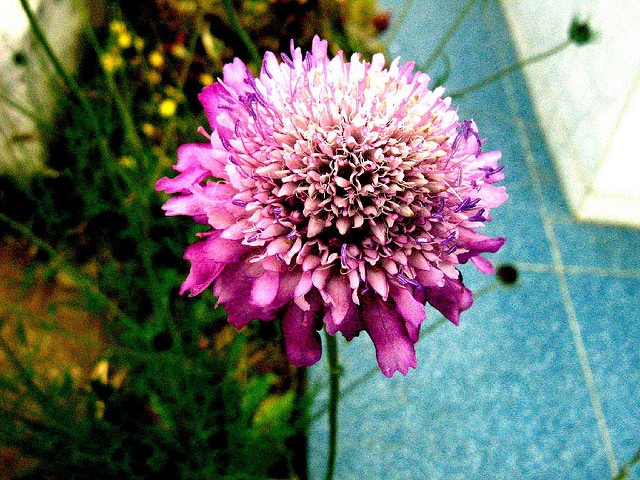 Scabieuse des jardins