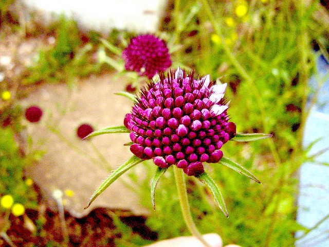 Scabieuse des jardins