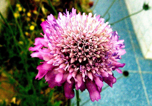 Scabieuse des jardins