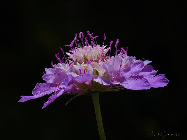 Scabieuse des jardins (Scabiosa atropurpurea)