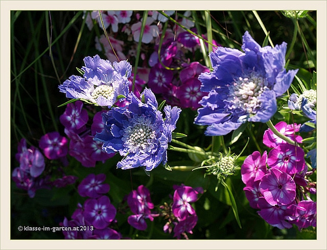 Scabieuse du caucase (Scabiosa caucasica)