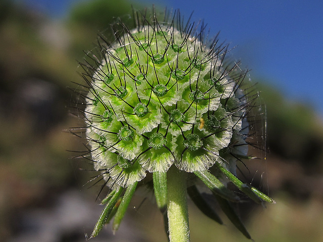 Scabieuse colombaire