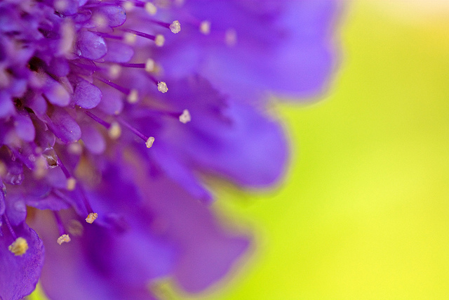 Scabieuse colombaire (Scabiosa columbaria)