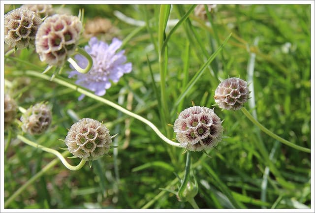 Scabieuse à feuilles de graminée