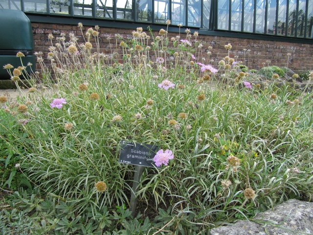 Scabieuse à feuilles de graminée (Scabiosa graminifolia)