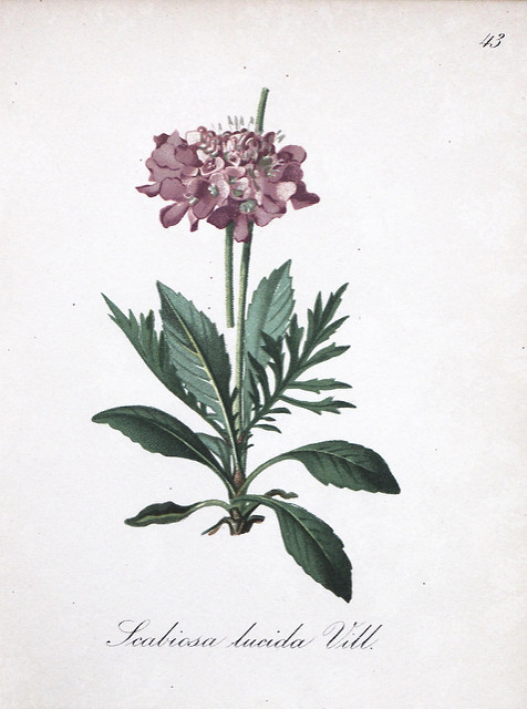 Scabieuse luisante