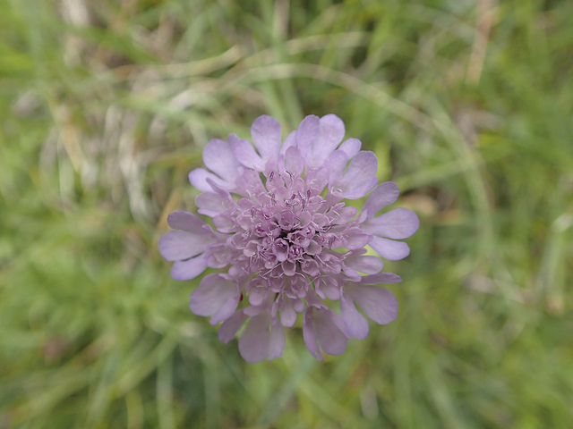 Scabieuse luisante (Scabiosa lucida)