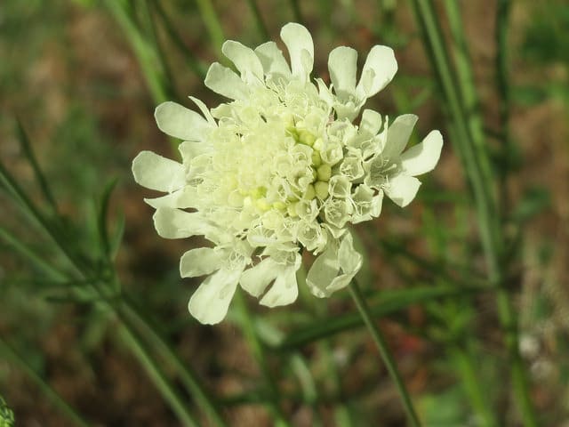 Scabieuse ochroleuca (Scabiosa ochroleuca)