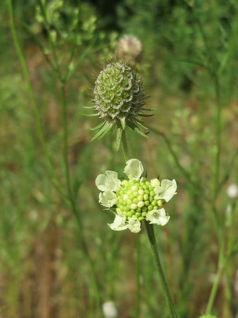Scabieuse ochroleuca