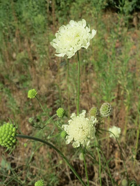 Scabieuse ochroleuca