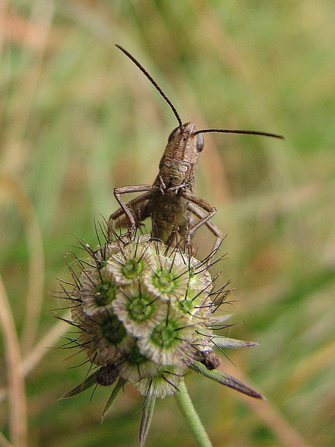 Scabieuse ochroleuca