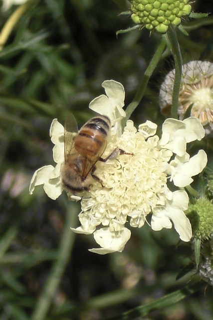 Scabieuse ochroleuca